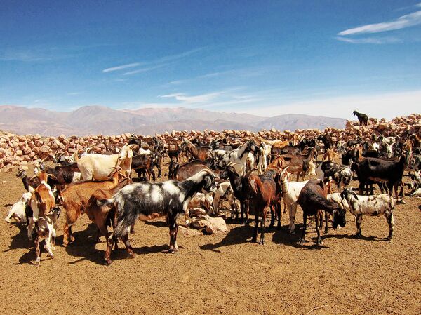 Козы в провинции Жужуй, Аргентина - Sputnik Lietuva