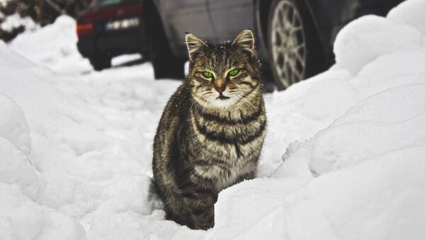 Кот на снегу, архивное фото - Sputnik Литва