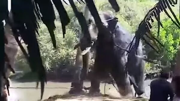 В Индии застрявшего в грязи слона спасали всей деревней - Sputnik Литва