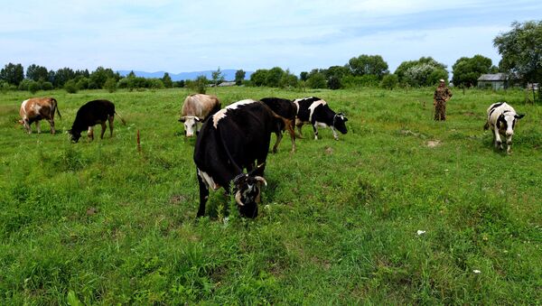 Коровы пасутся на дальневосточном гектаре в Хабаровском крае, архивное фото - Sputnik Литва