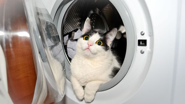 Кот в стиральной машине - Sputnik Литва