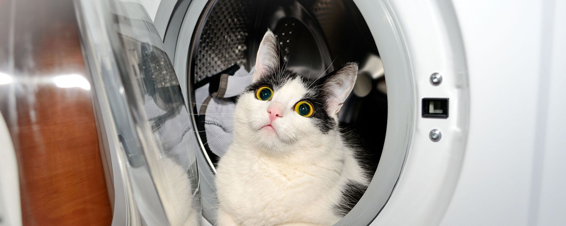 Кот в стиральной машине - Sputnik Литва, 1920, 17.12.2021