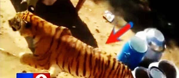 В Индии тигр-людоед ворвался на свадьбу В Индии тигр-людоед ворвался на свадьбу - Sputnik Lietuva