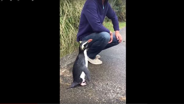 Дружелюбный пингвин из Новой Зеландии привел в восторг пользователей соцсетей - Sputnik Литва