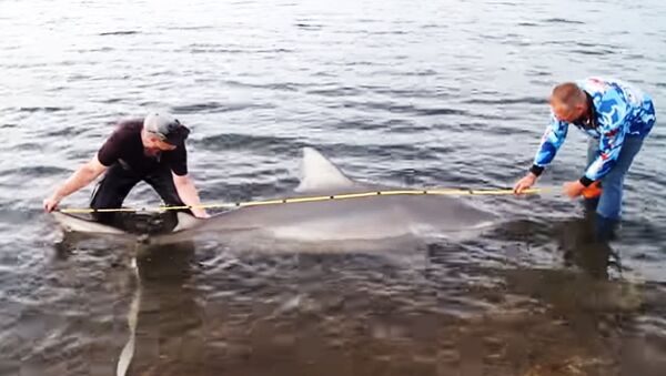 Мы просто онемели. В Австралии рыбаки поймали беременную тупорылую акулу - Sputnik Литва