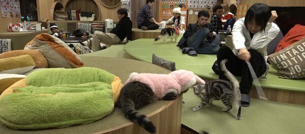 Кошачье кафе в Японии помогает снять стресс его посетителям - Sputnik Литва