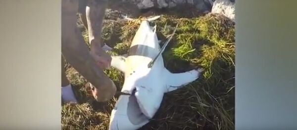 Мужчина едва не остался без руки, пытаясь спасти акулу Мужчина едва не остался без руки, пытаясь спасти акулу - Sputnik Lietuva