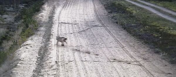 Литовские пограничники опубликовали видео погони волка за косулей - Sputnik Литва