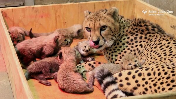 Восемь детенышей родились у самки гепарда в зоопарке Сент-Луиса - Sputnik Литва