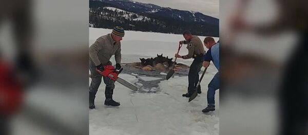 В США спасли лосей, провалившихся под лед - Sputnik Литва