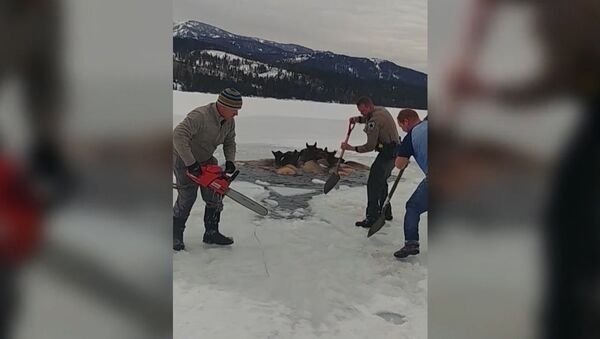 В США спасли лосей, провалившихся под лед - Sputnik Литва