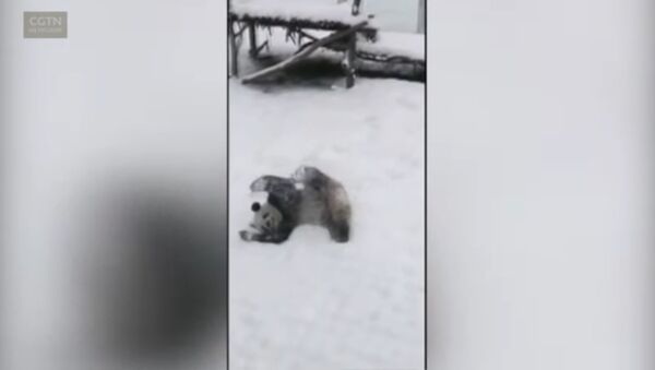 Панда радуется снегу как ребенок - Sputnik Lietuva