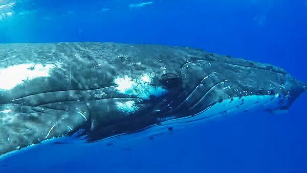 Горбатый кит защитил женщину от акулы - Sputnik Литва