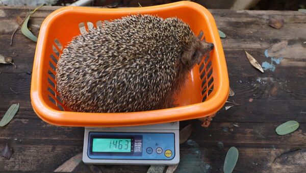 В зоопарке Тель-Авива ежика-толстяка посадили на диету - Sputnik Литва