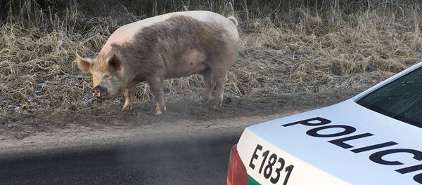 Свинья на дороге Свинья на дороге - Sputnik Lietuva