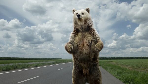 Бурый медведь на дороге, архивное фото - Sputnik Литва