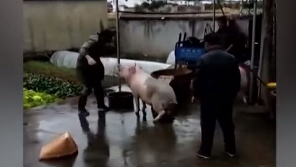 В Китае свинья спасла сородича от ножа мясника - Sputnik Литва