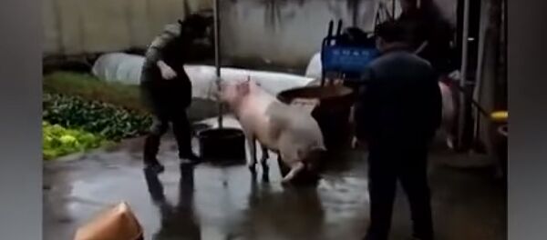 В Китае свинья спасла сородича от ножа мясника - Sputnik Литва