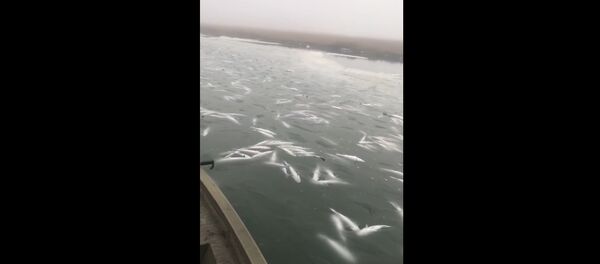 В США тысячи рыб вмерзли в лед В США тысячи рыб вмерзли в лед - Sputnik Lietuva