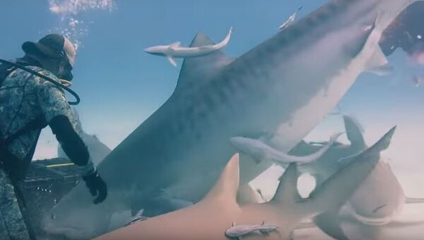 Дайверы покормили с рук беременную тигровую акулу, видео CGTN - Sputnik Литва