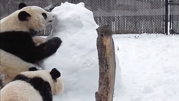 В канадском зоопарке панды напали на снеговика - Sputnik Литва