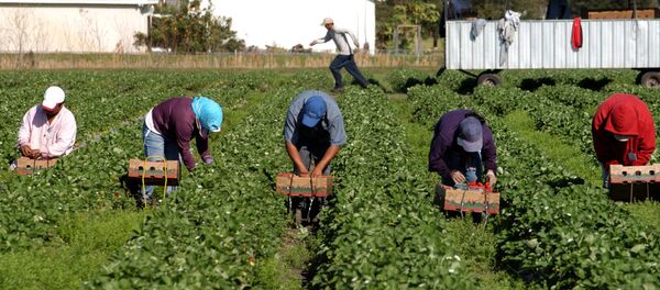 Сезонные рабочие собирают клубнику Сезонные рабочие собирают клубнику - Sputnik Lietuva