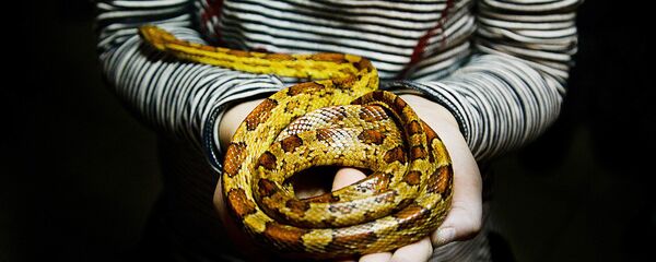Змея в руках Змея в руках - Sputnik Lietuva