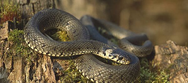 Уж обыкновенный Уж обыкновенный - Sputnik Lietuva