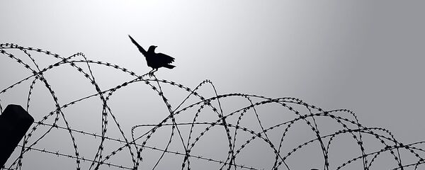 Птичка на колючей проволоке, архивное фото - Sputnik Литва