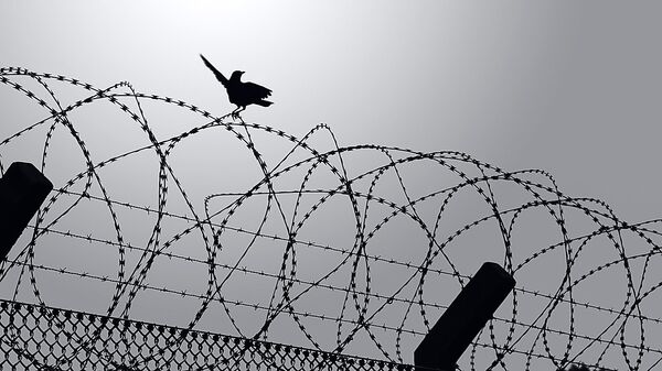 Птичка на колючей проволоке, архивное фото - Sputnik Литва