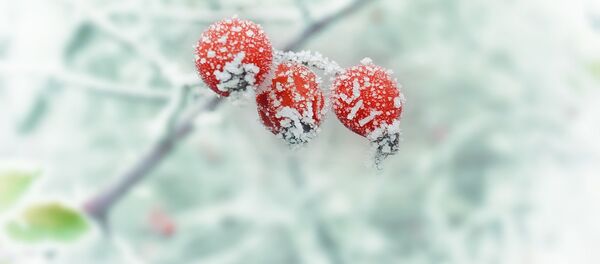 Зима, мороз, снег - Sputnik Литва