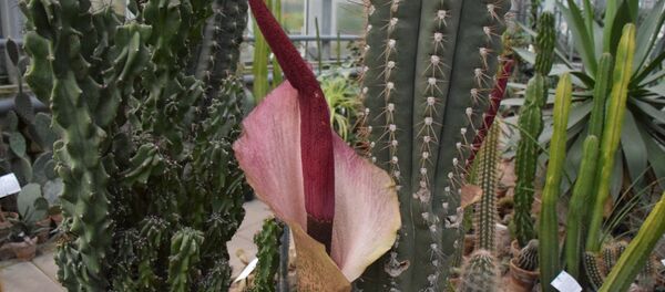 leopardiniai amorfofalai leopardiniai amorfofalai - Sputnik Lietuva
