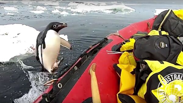 Пингвин неожиданно запрыгнул в лодку к ученым в Антарктике - Sputnik Литва