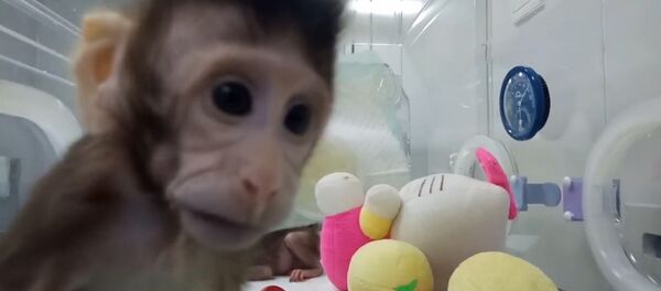 Китайские ученые показали первых в мире клонированных приматов Китайские ученые показали первых в мире клонированных приматов - Sputnik Lietuva