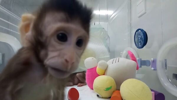 Китайские ученые показали первых в мире клонированных приматов - Sputnik Литва