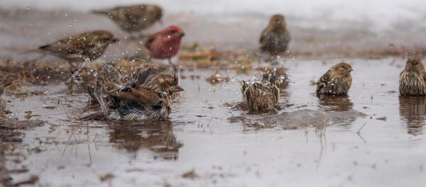 Зимняя оттепель, архивное фото - Sputnik Литва