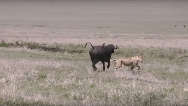Нападение львов на буйволов сняли на видео - Sputnik Литва