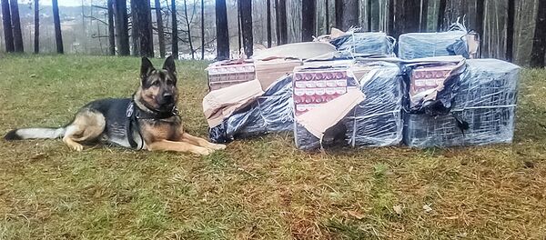Служебная собака обнаружила крупную партию сигарет - Sputnik Литва