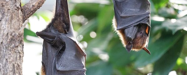 Летучие мыши отдыхают Летучие мыши отдыхают - Sputnik Lietuva