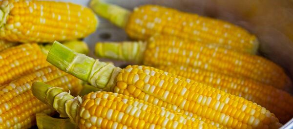 Початки кукурузы Початки кукурузы - Sputnik Lietuva