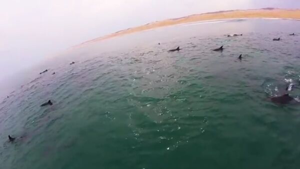 Биологи обнаружили гигантскую стаю дельфинов - Sputnik Lietuva