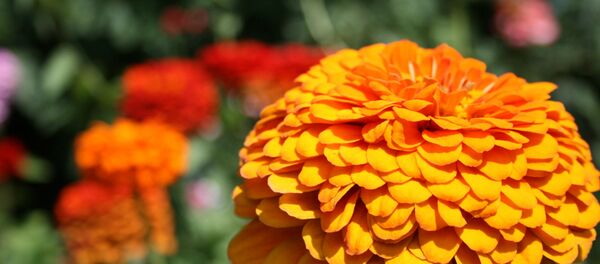 Цветок - Sputnik Литва