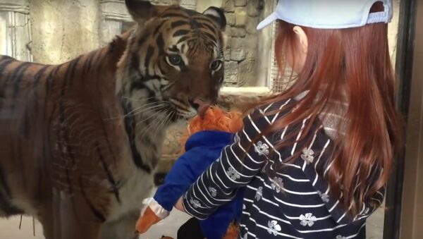 Тигр попытался забрать игрушку у девочки - Sputnik Литва