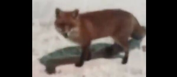 Лиса - Sputnik Литва