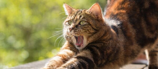 Кот, занимающийся йогой Кот, занимающийся йогой - Sputnik Литва