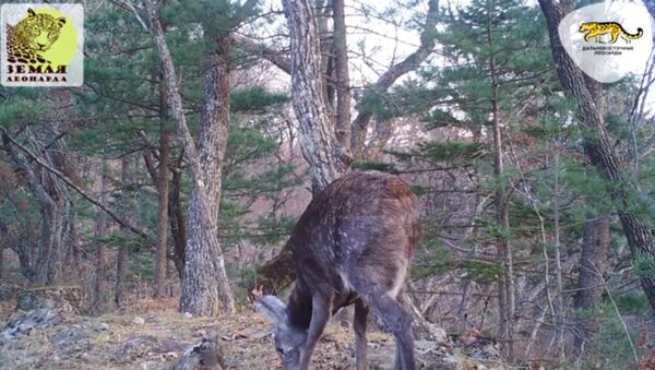 В Приморье редкий саблезубый олень попал на видео - Sputnik Литва