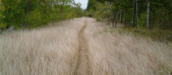 Остров Маврикий, лес Остров Маврикий, лес - Sputnik Lietuva