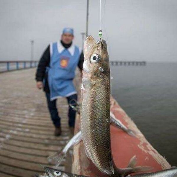 Stintų šventė Palangoje Stintų šventė Palangoje - Sputnik Lietuva