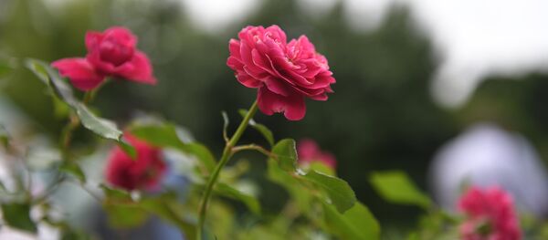 Розы, архивное фото - Sputnik Литва