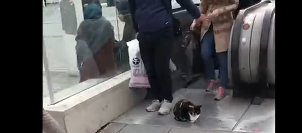 В центре Стамбула кот заблокировал выход с эскалатора В центре Стамбула кот заблокировал выход с эскалатора - Sputnik Lietuva